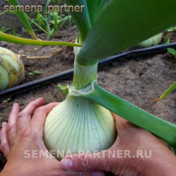 Лук репчатый Эксибишен - Партнер фото 3