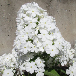 ФЛОКС Фудзияма Разбор I Кол-во упак., шт 2