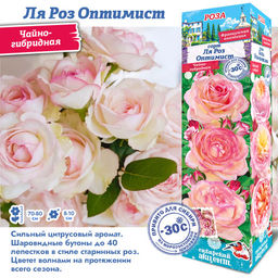 Роза Ля Роз Оптимист (Чайно-гибридная) 1шт