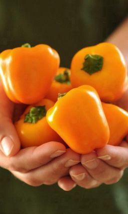 Перец ЯНТАРНЫЙ  Удивительно яркий вкус!