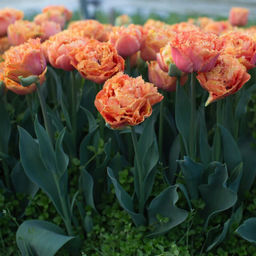 Тюльпан Sensual Touch (Бахромчатый) - Голландские луковицы фото 2