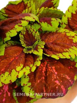 Колеус шлемниковидный крупнолистный Биг Бэн Салмон Пинк - Партнер фото 5