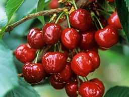 Черешня Василиса