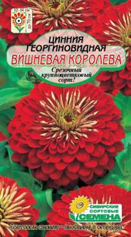 Вишневая королева цинния 0,3г (ссс)