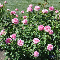 Роза Огюст Ренуар