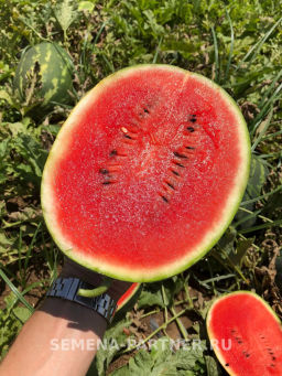 Арбуз Айваз - Партнер фото 2