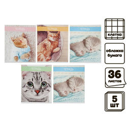 Комплект тетрадей из 5 штук (4 разные + 1 повторяющаяся), 36 листов в клетку Calligrata "Кошки", обложка мелованная бумага, блок №2, белизна 75% (серые листы)