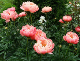 Пион Coral Supreme - Голландские луковицы фото 2
