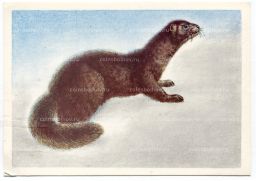 Открытка Норка темно-коричневая Художник В.Д.Колганов