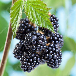 Малина черноплодная Блэк Джевел