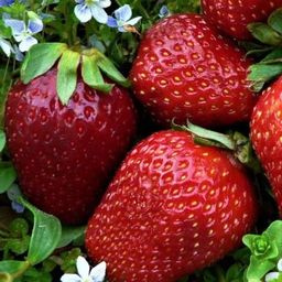 Цена за 4 шт. Земляника садовая Выставочная (Р9)