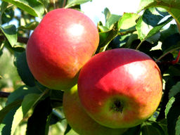 Яблоня Жигулевское - Долина роз фото 2