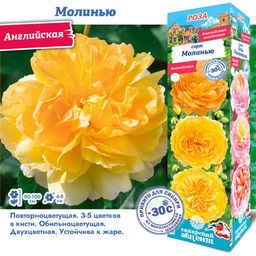 Роза Молинью (Английская) 1шт