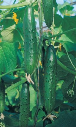 Огурец ЛЕГЕНДА F1  Легендарный вкус, аромат, урожайность! Попробуй легенду на вкус!