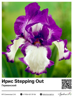 Ирис Stepping Out (Германский)