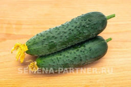 Огурец партенокарпический Гуннар - Партнер фото 6