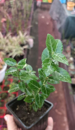 Бересклет Форчуна Колоратус, горшок 0,3 л - 1000корней фото 2