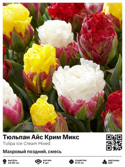 Тюльпан Айс Крим Микс (Махровый поздний, смесь)