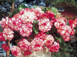 Бегония пикоти бело-красная (Begonia Picotee white-red) - Долина роз фото 3