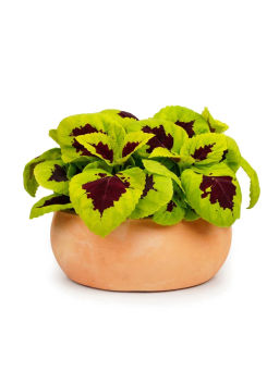 Колеус шлемниковидный крупнолистный Биг Бэн Лайм Спайт - Партнер фото 3