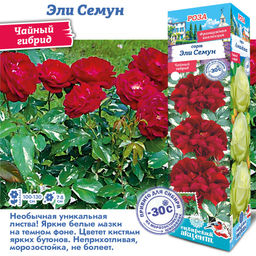 Роза Эли Семун (Чайно-гибридная) 1шт