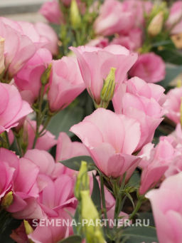 Эустома карликовая розовая Мисс Майли - Партнер фото 6