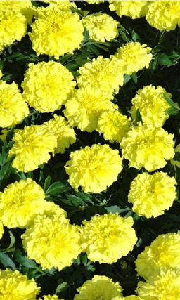 Бархатцы ЛИМОННАЯ КАПЛЯ Длительное и обильное цветение!