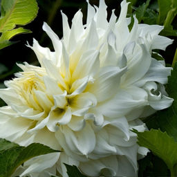 Георгина Аспен бордюрная - Долина роз фото 3