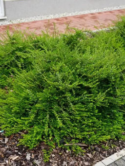 Жимолость блестящая Коппер Глоу С1,5