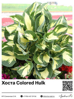 Хоста Colored Hulk