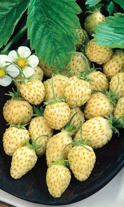 Земляника АНАНАСНАЯ