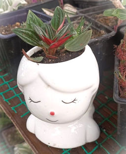 Пеперомия Россо в керамическом кашпо Загадочная девочка