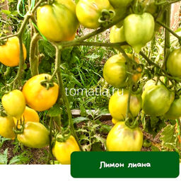 Доктор грин Фростед - Tomatia фото 218