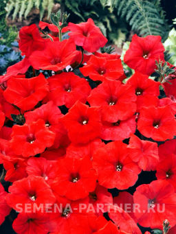 Петуния Ма Шери Франческа полуампельная красная - Партнер фото 3