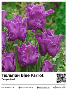 Тюльпан Blue Parrot (Попугайный)
