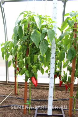 Перец сладкий Фьюджи - Партнер фото 3