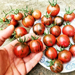 Помидоры Маленький Чёрный Арбузик