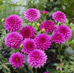 ГЕОРГИНА Клодетт Разбор I Кол-во упак., шт 1