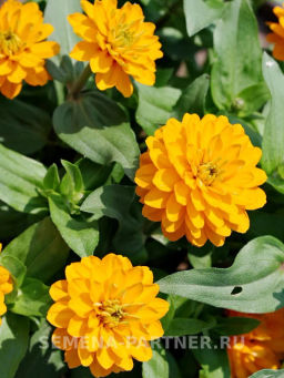Цинния махровая Барышня-крестьянка Мандариновый Конфитюр - Партнер фото 4