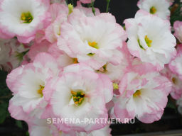 Эустома срезочная махровая бело-розовая Мадам Бенуа - Партнер фото 3