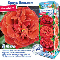 Роза Браун Вельвет (Флорибунда) 1шт