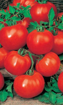 Томат МАРФА F1 Супернеприхотливый! Холодостойкий! Лёжкий!