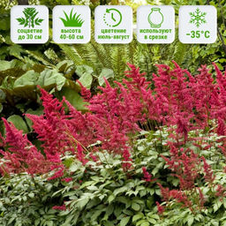 Астильба Арендса Фанал