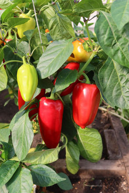 Перец ПОЛЁТ  Стабильный урожай в любое время! Раннеспелый, стенка до 8 мм! - Уральский дачник фото 2