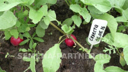 Редис Селеста - Партнер фото 3