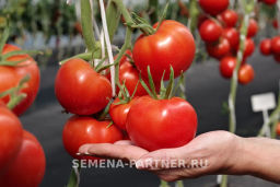 Томат Майами - Партнер фото 4