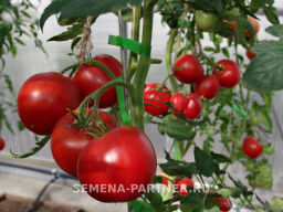 Томат Фаворит F1 - Партнер фото 5
