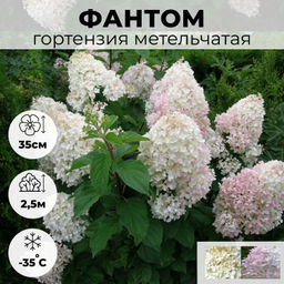 Гортензия метельчатая "Phantom" ("Фантом")