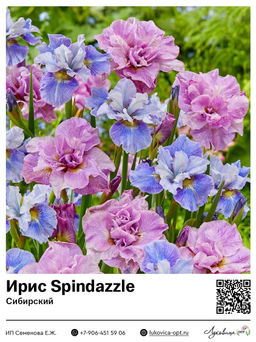 Ирис Sibirica Mixed (Сибирский)