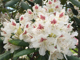 Рододендрон П.М.А. Тигерштедт - Долина роз фото 2